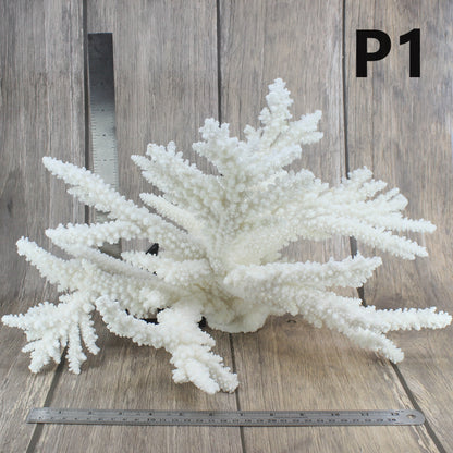 Branch Coral 14-16"