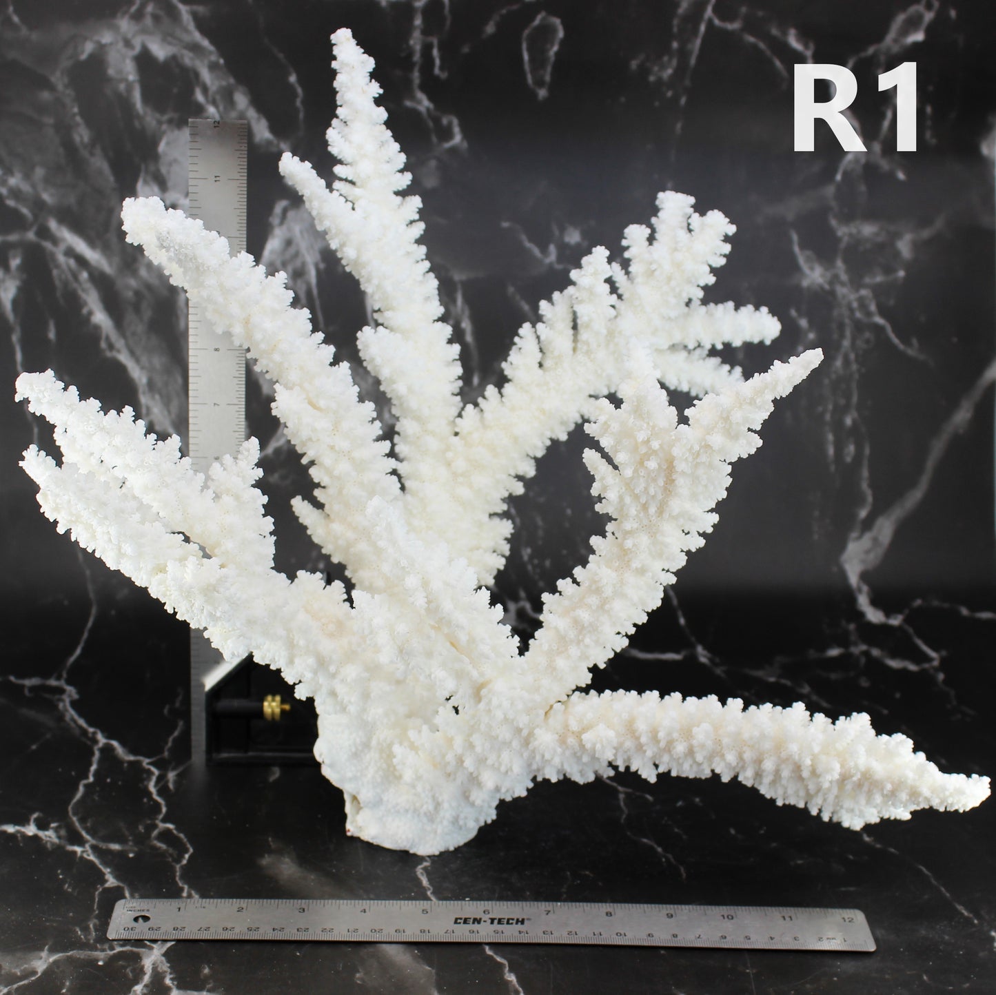 Branch Coral 14-16"