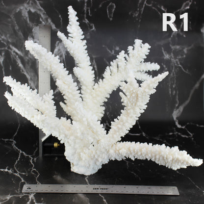 Branch Coral 14-16"