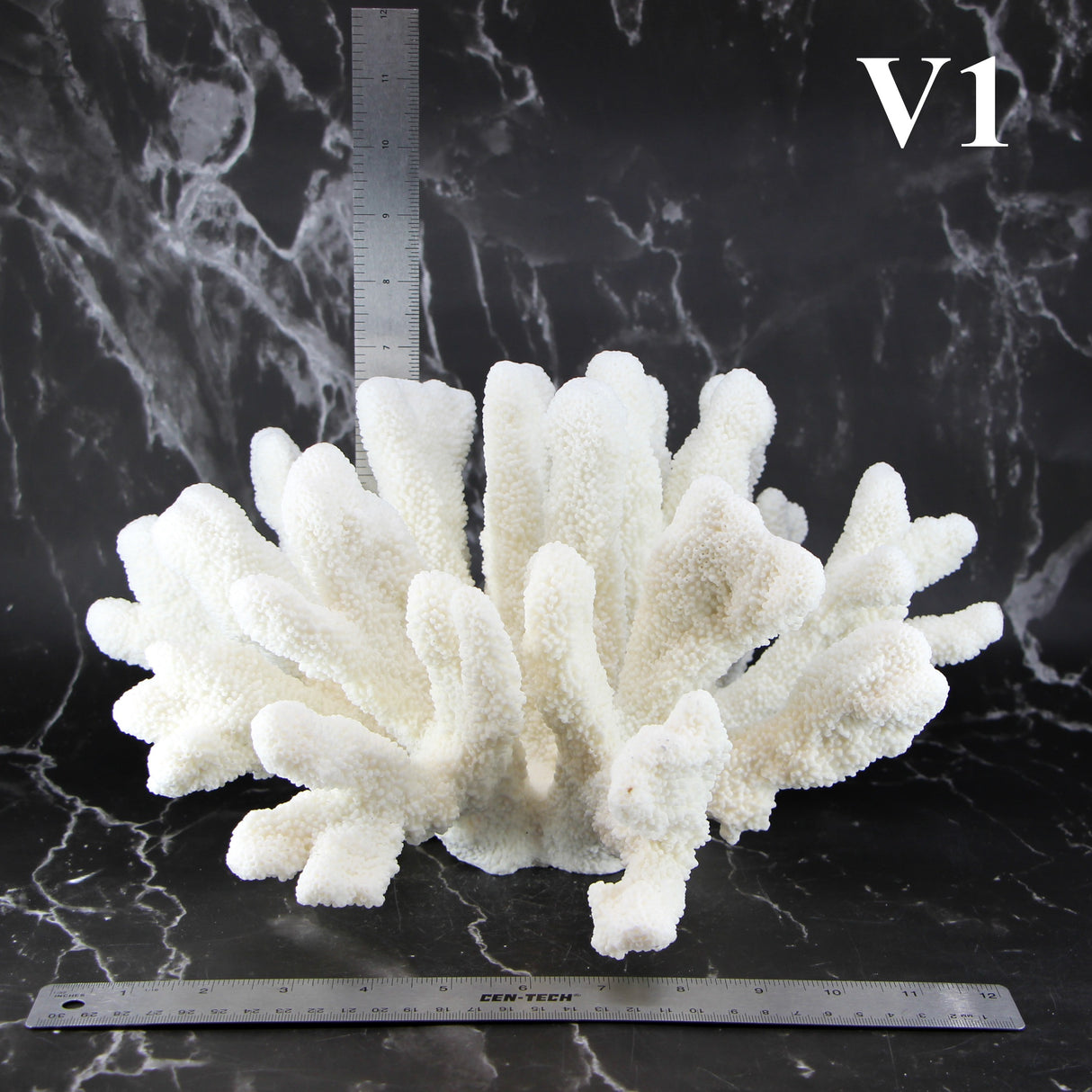 Catspaw Coral 14-16"