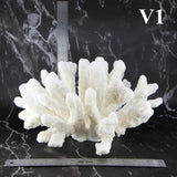 Catspaw Coral 14-16"