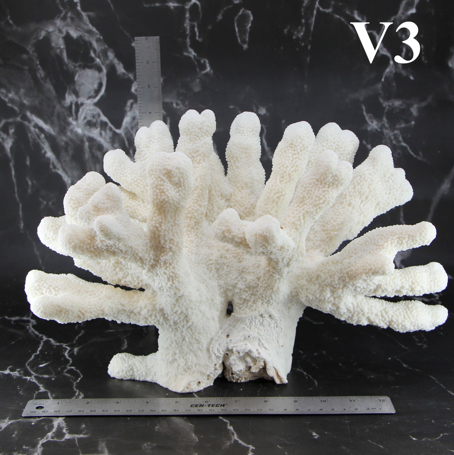 Catspaw Coral 14-16"