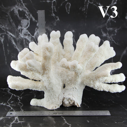 Catspaw Coral 14-16"