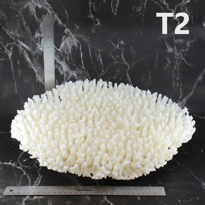 Table Coral 14-18"