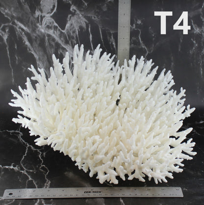 Table Coral 14-18"