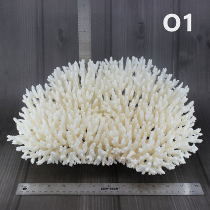 Table Coral 14-18"