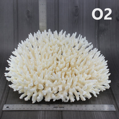 Table Coral 14-18"