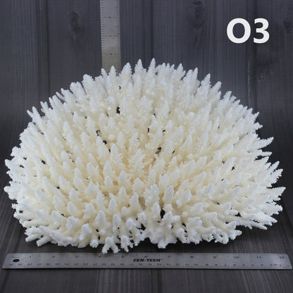 Table Coral 14-18"