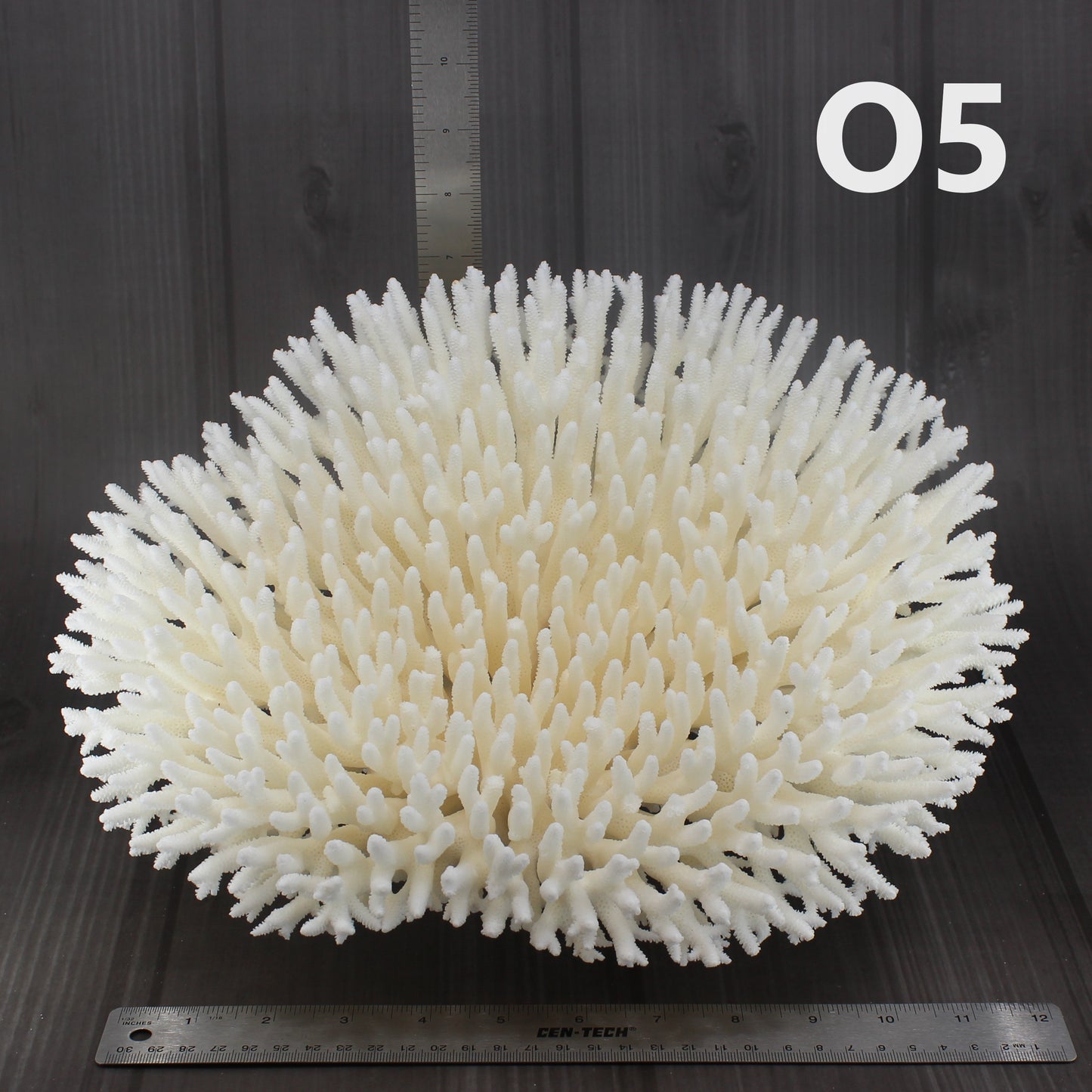 Table Coral 14-18"