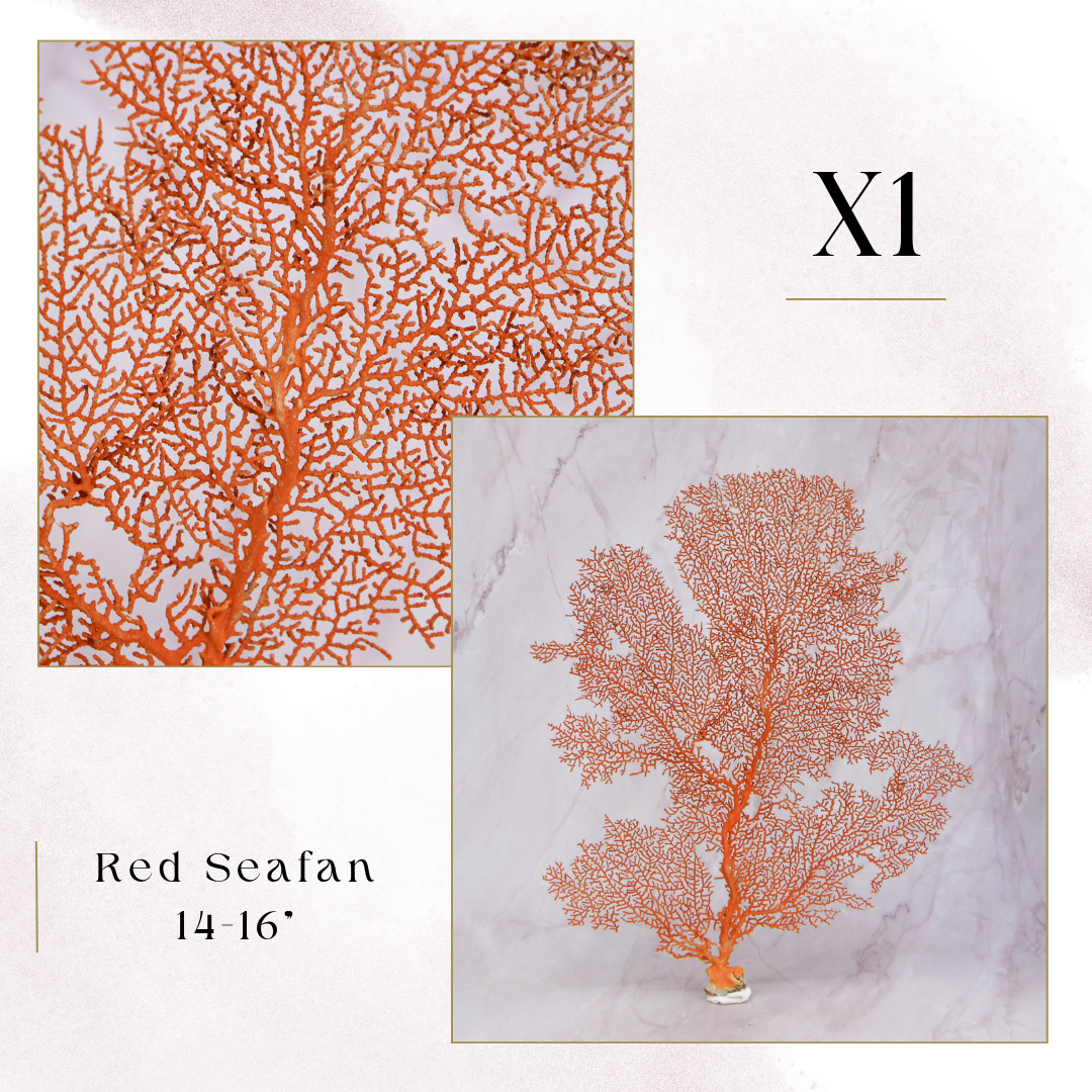 Exclusive Coral Drops | Week 3