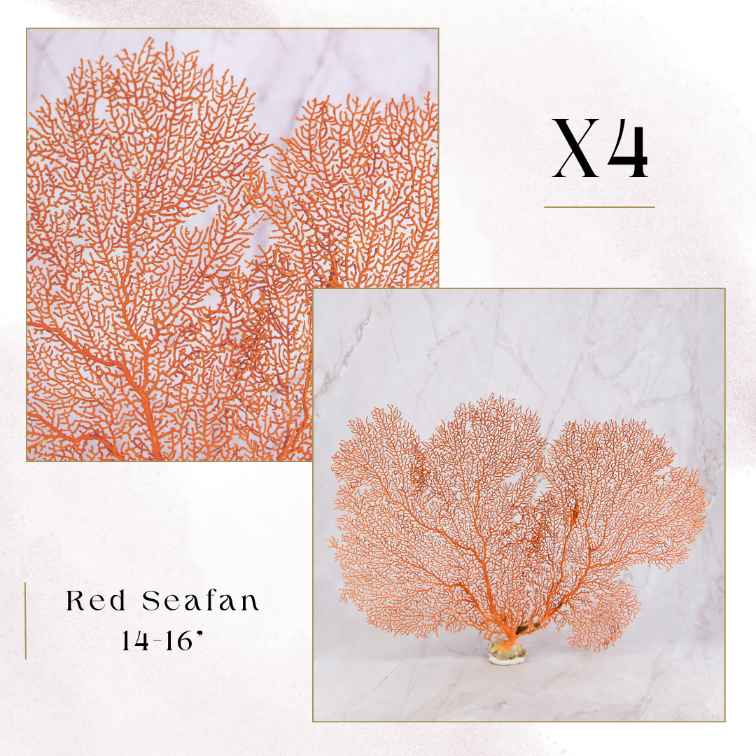 Exclusive Coral Drops | Week 3