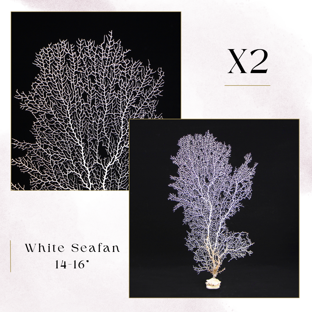 Exclusive Coral Drops | Week 3