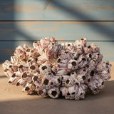 Barnacles 14-18"