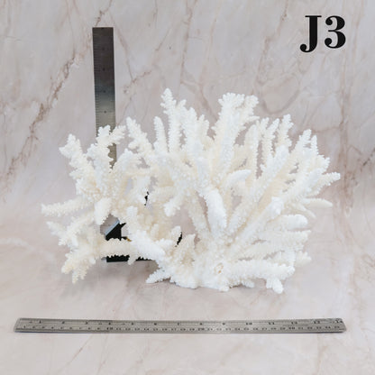 Branch Coral 14-16"