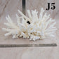 Branch Coral 14-16"