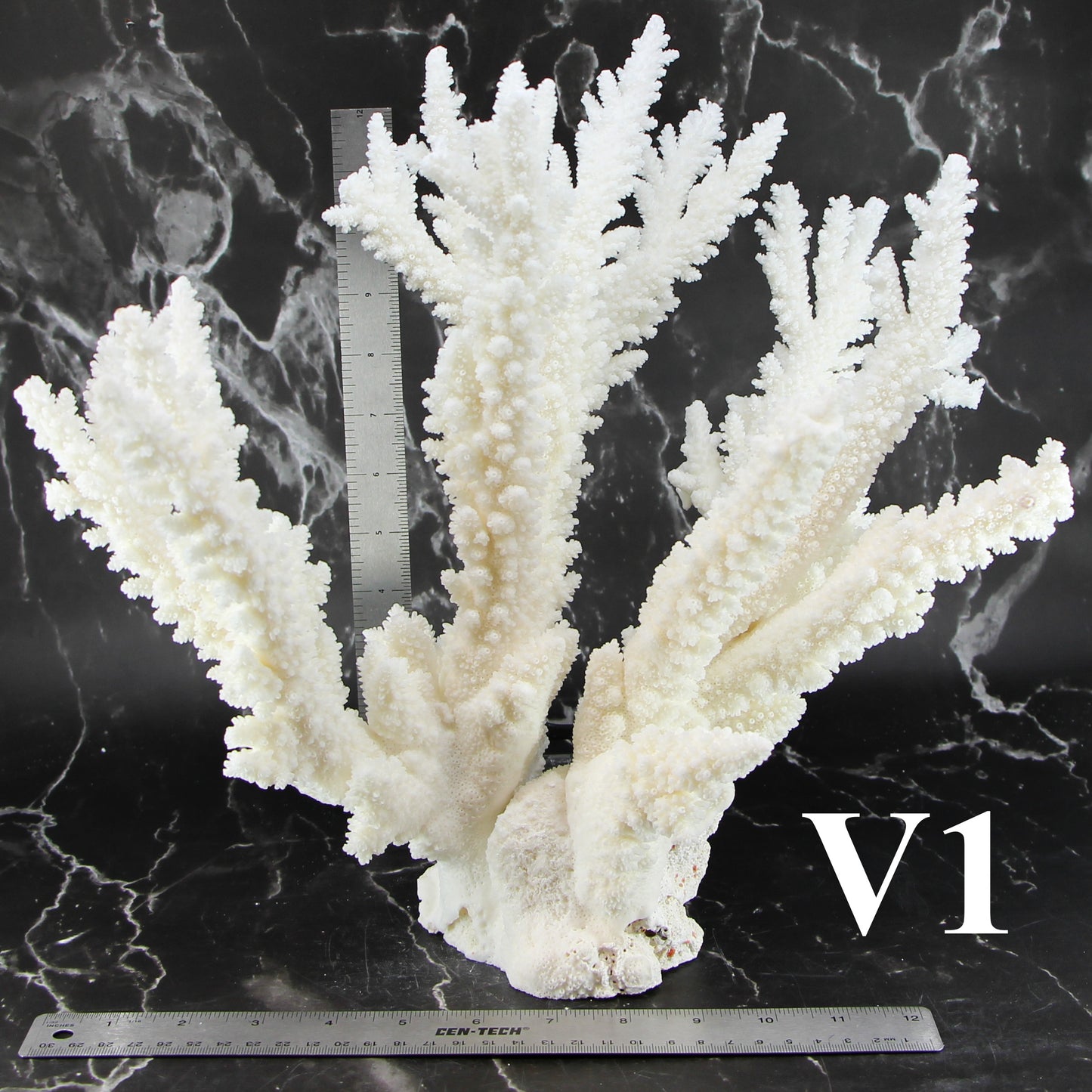 Branch Coral 14-16"