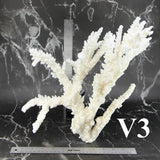 Branch Coral 14-16"
