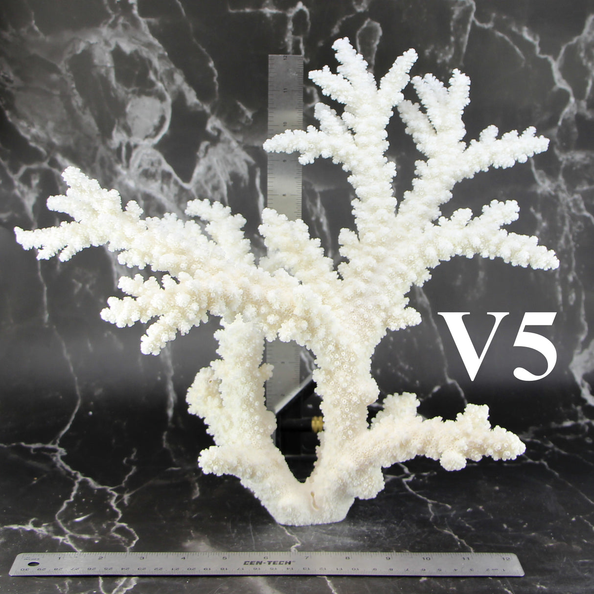 Branch Coral 14-16"