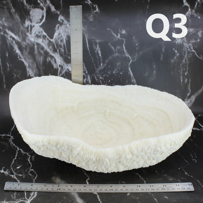 Coral Bowl 14-16"