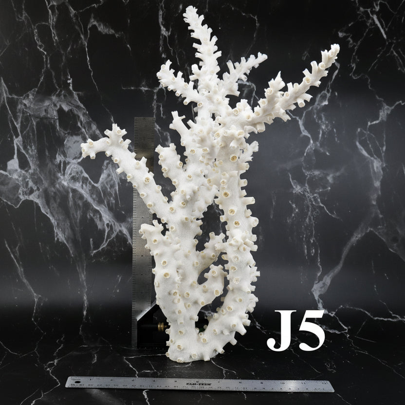 Octopus Coral 14-18"