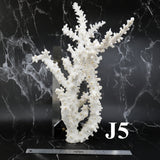 Octopus Coral 14-18"
