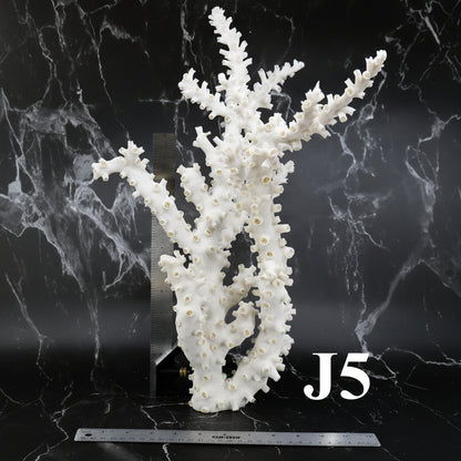 Octopus Coral 14-18"