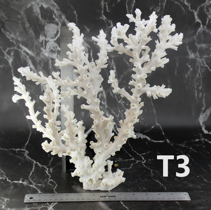 Octopus Coral 14-18"