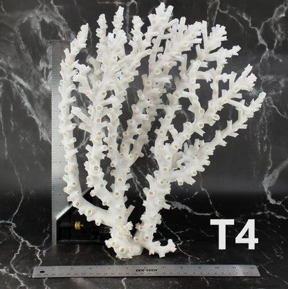 Octopus Coral 14-18"