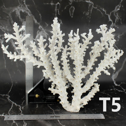 Octopus Coral 14-18"