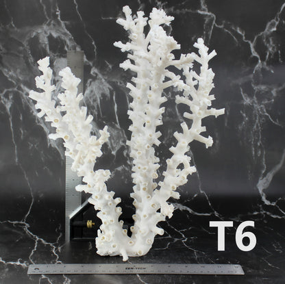 Octopus Coral 14-18"