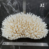 Table Coral 14-18"