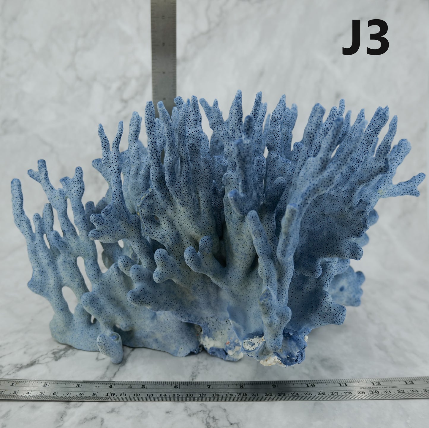 Blue Coral 14-18"