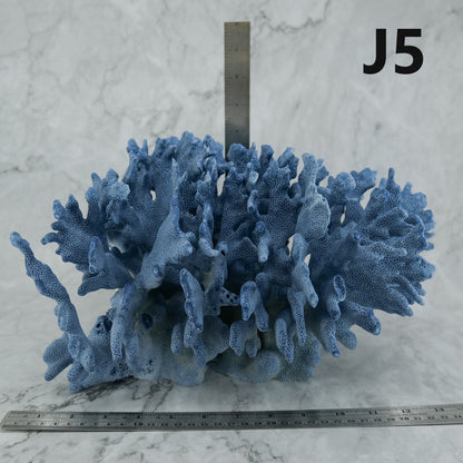 Blue Coral 14-16"