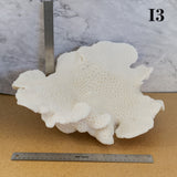 Cup Black Coral 14-16"