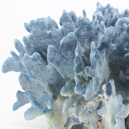 Blue Coral 14-18"
