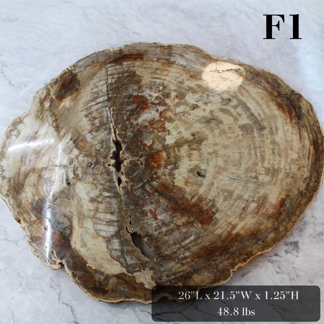 Petrified Wood Slabs 20-28"