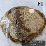 Petrified Wood Slabs 20-28"