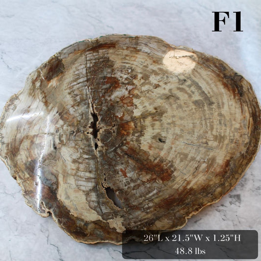 Petrified Wood Slabs 20-28"