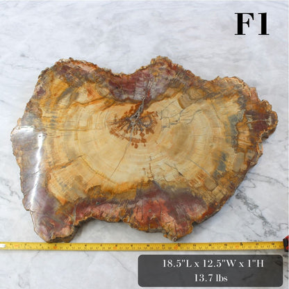 Petrified Wood Slabs 15-20"