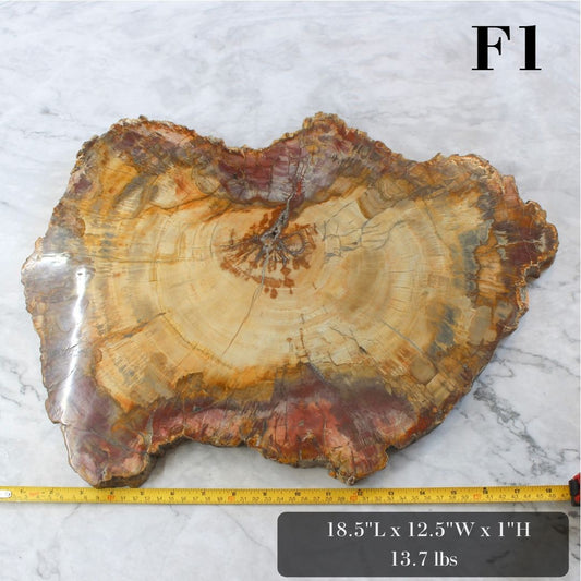Petrified Wood Slabs 15-20"