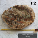 Petrified Wood Slabs 15-20"
