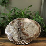 Petrified Wood Slabs 20-28"