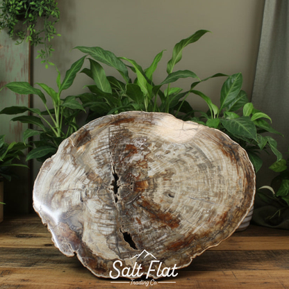 Petrified Wood Slabs 20-28"