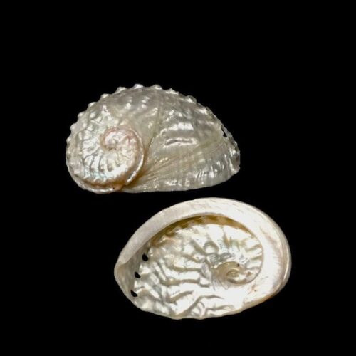 Oval Abalone 2-2.5"
