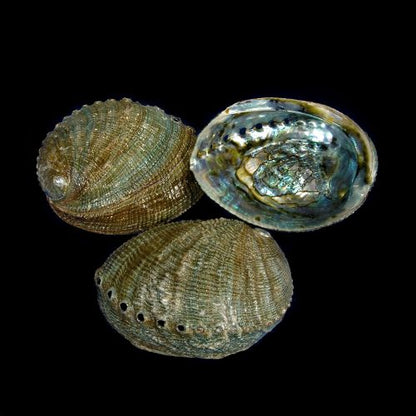 Green Abalone Resin 5-5.5"