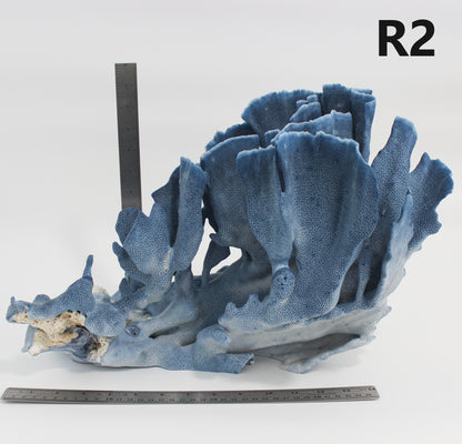 Blue Coral 16-19"