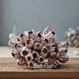 Barnacles 7-10"