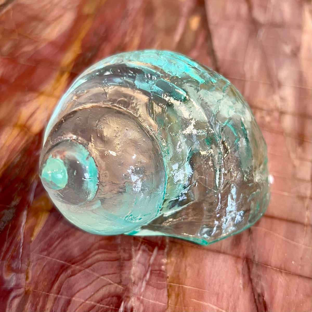 Blue Bali Shell Clear Blue Shells – Salt Flat Trading Co.