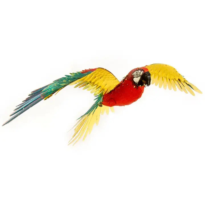 Macaw Parrot - Color