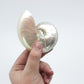 Chambered Nautilus Shells